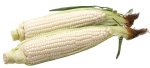 Sandveld Seeds Kalahari Early Pearl Maize