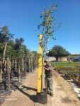 Coral Tree 50LT