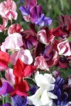 Sweetpea Old Spice Mixed Seed - 100 G Raw Seed