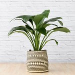 Peace Lily - Sensation - Extra Large - 35CM Pot In 40CM Zuzu Palm Leaf Basket