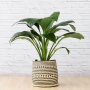 Peace Lily - Sensation - Extra Large - 35CM Pot In 40CM Zuzu Palm Leaf Basket