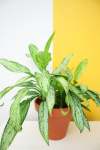 Chinese Evergreen 'silver Queen' - 20CM