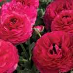 Ranunculus Mache Rose Seed - 250 Pelleted Seed