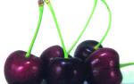 Lapins Cherry Tree 20LT