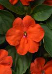 Impatiens Beacon Orange Seed - 1000 Coated Seed