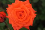 Oudtshoorn Joy Hybrid Tea Rose 5LT