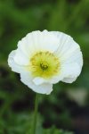 Poppy Champagne Bubbles White Seed - 500 Primed Seed