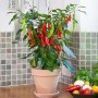 Capsicum Pot Pepper Fajita - Chili Seed - 5 Raw Seed