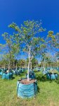 Celtis Africana 1000LT Tree Large