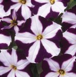 Petunia Carpet Blue Star Seed - 50 Pelleted Seed