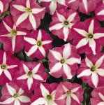 Petunia Carpet Rose Star Seed - 500 Pelleted Seed