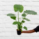 Dwarf Elephant's Ear - 14CM Nursery Pot