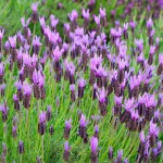 Lavender Stoechas Purple 4 Pack Tray