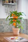 Capsicum Pot Pepper Snack Orange - Sweet Pepper Seed - 5 Raw Seed