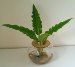 15CM Fishbowl With Philodendron Narrow