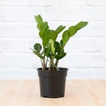 Zz Plant - 14CM Nursery Pot A Grade