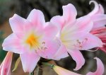 Amaryllis Belladonna 17CM Pot