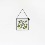 Velt Botanical Frame - Fittonia - 12CM X 12CM Square