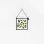 Velt Botanical Frame - Fittonia - 12CM X 12CM Square
