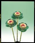 Kale Crane Bi-color - 5000 Raw Seed