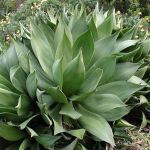 Agave Mitis 50LT