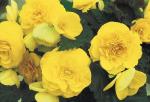 Begonia Nonstop Yellow Seed - 10 Pelleted Seed