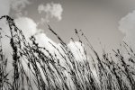 The Reeds Art Print - Premium Stretched Canvas A2