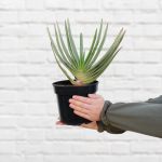 Fan Aloe - 23CM Nursery Pot