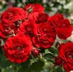 Satchmo Rose Bush 10 Litres