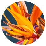 Strelitzia Round Coasters