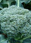 Broccoli Green Sprouting Calabrese Seed - 100 G Raw Seed