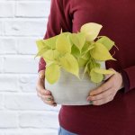 Philodendron Neon - In Concrete Helia Planter
