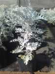 Cineraria Silver Dust 14CM Pot