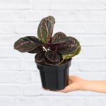 Calathea Dottie - 14CM Nursery Pot Big Plants