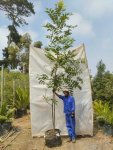 Carya Illinoinensis Pecan Nut 70LT