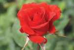 Boksburg Fantasia Hybrid Tea Rose 5LT