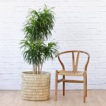 Dragon Tree - Americana - 40CM In 45CM Fundo Basket