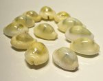 4OUR Faith Lakshmi Peeli yellow Cowrie Shells Kodi Peeli For Laxmi Puja Diwali Puja Large Cowrie Sea Shells For Wealth & Prosper