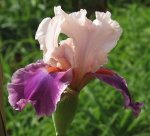 Bearded Iris Latin Lark