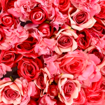 Rose Concentrate - 10ML