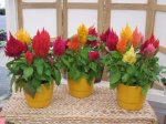Celosia Kimono Mix Seed - 50 Raw Seed