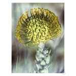 Pincushion 3 Art Print - A3