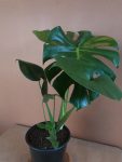 Delicious Monster - 19CM Nursery Pot