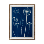 Dried Aliums & Wild Fennel I Art Print - A3