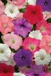 Petunia Easy Wave Formula Mix Imp Seed - 250 Pelleted Seed