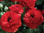 Ranunculus Mache Red Seed - 10 Pelleted Seed