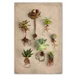 Succulent Study 8 Art Print - A1 No Frame Print Only