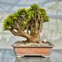 Portulacaria Afra "spekboom" - PXXL2 520MM L X 440MM D X 510MM H