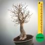 Baobab Bonsai - 90 X 63 X 63 X 22. Bare Rooted. Media And Container Not Included.