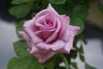 Arctic Ice Hybrid Tea Rose 5LT